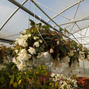 Begonia tuberhybrida Illumination (Hænge Knoldbegonie) (Ampel)