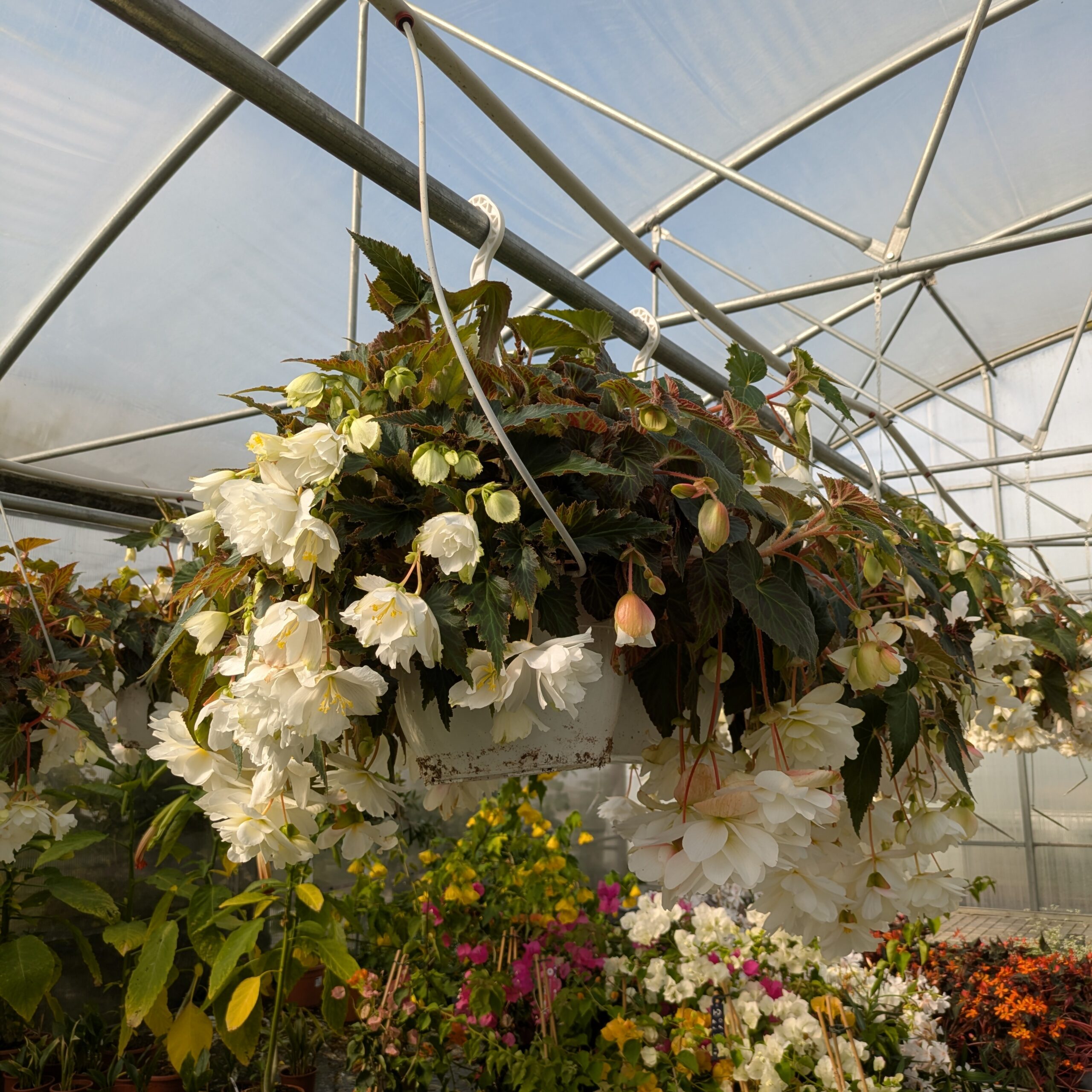 Begonia tuberhybrida Illumination (Hænge Knoldbegonie) (Ampel)