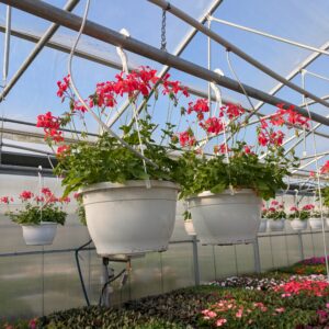Pelargonium peltatum 'MiniBalcon' (Tyrolerpelargonie, Ampel)