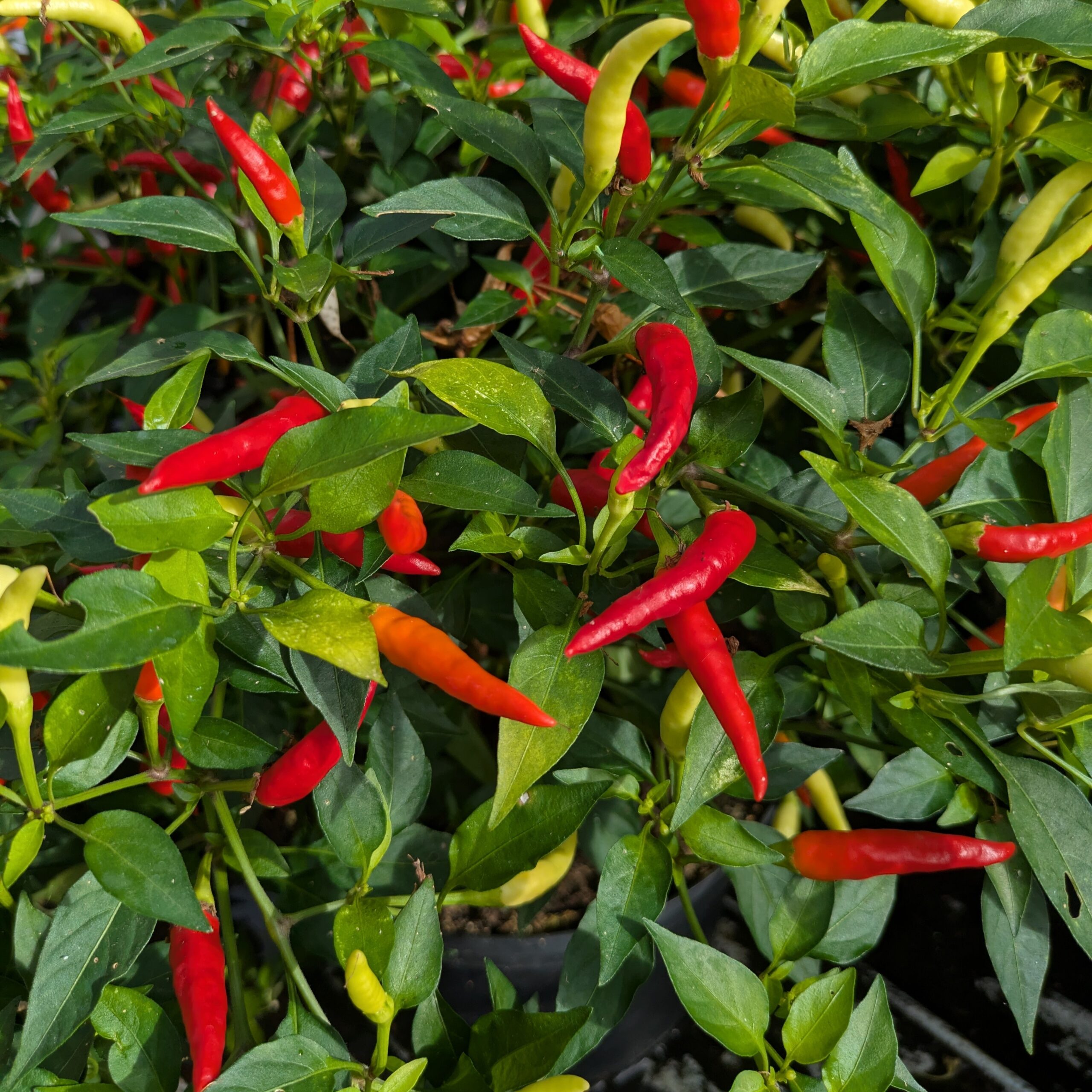 Chilipeber 'Basket of Fire'