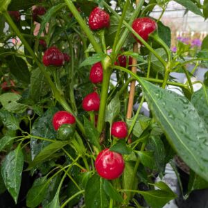 Chilipeber 'Satans Kiss'
