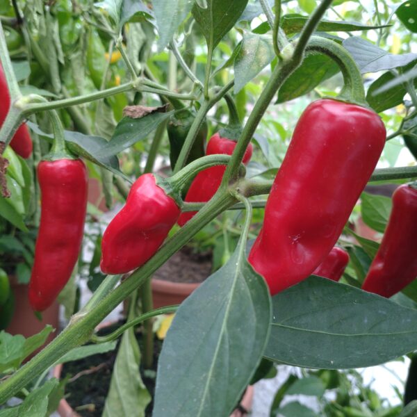 Chilipeber 'Serenade'