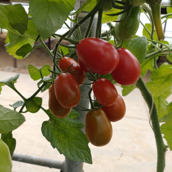 Dadeltomat 'Zuccherino'