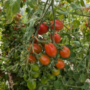 Dadeltomat 'Zuccherino'