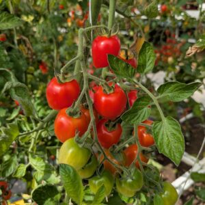 Jordbærtomat 'Tomatoberry Grande'