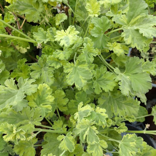 Pelargonium 'Broget Balsam' (Duft Pelargonie)