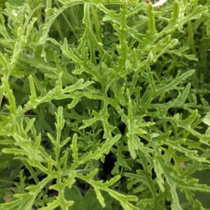 Pelargonium 'Denticulatum' (Duft Pelargonie)