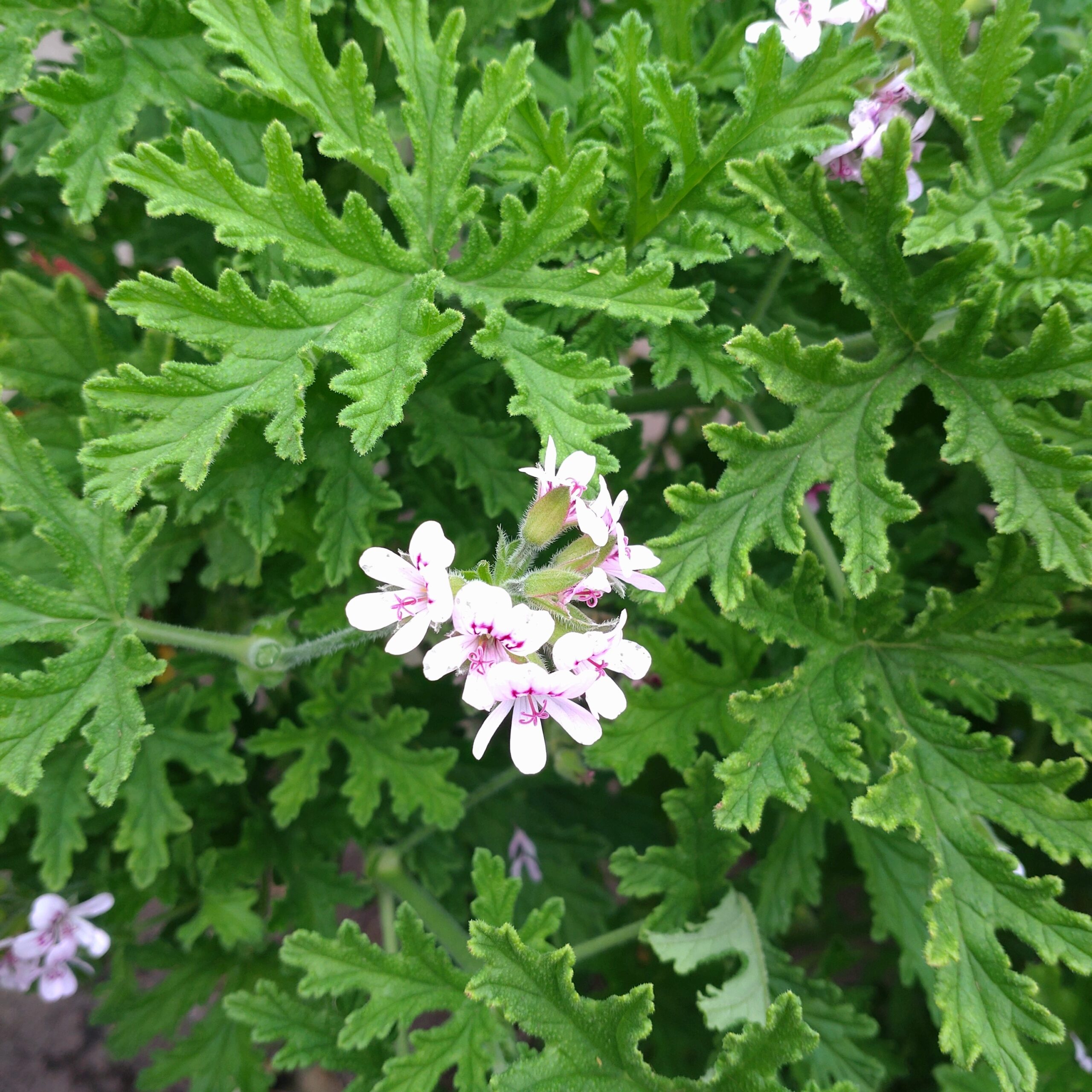 Pelargonium Dr Westerlund Duft Pelargonie Lundagers Gartneri
