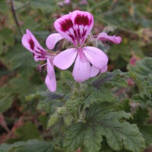 Pelargonium 'Fair Ellen' (Duft Pelargonie)