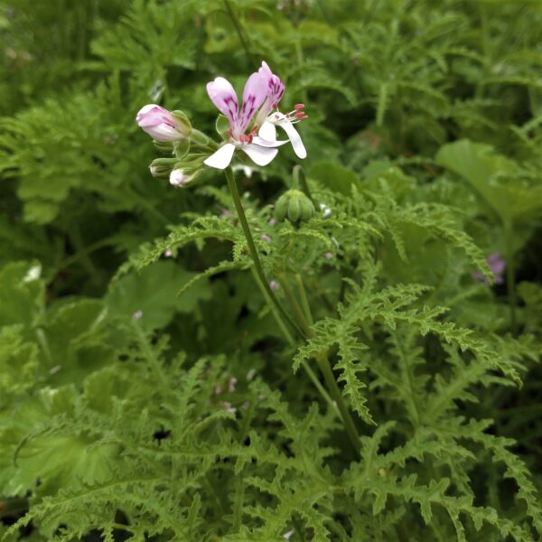 Pelargonium 'Pine' (Duft Pelargonie)