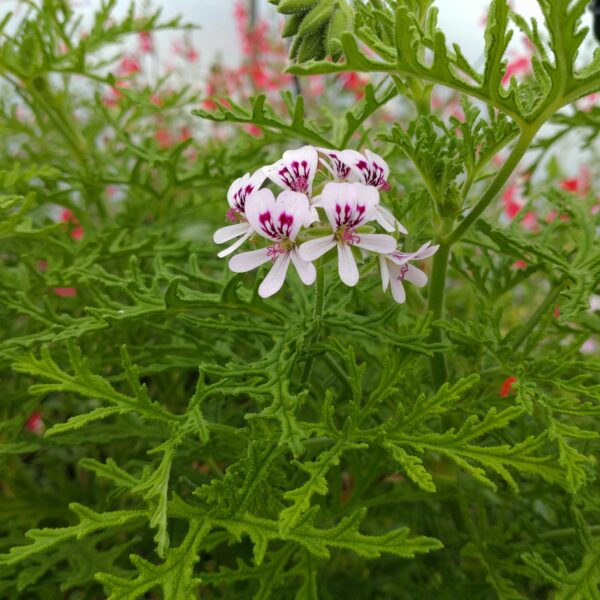 Pelargonium 'Skeleton' (Duft Pelargonie)