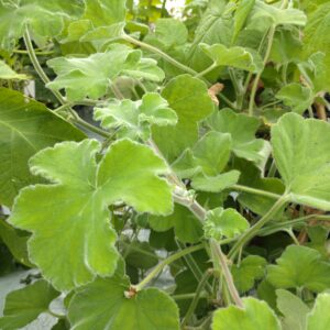 Pelargonium ‘Tomentosum’ (Duft Pelargonie)