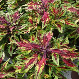 Coleus x blumei (Paletblad)