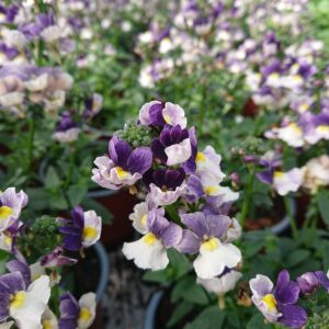 Nemesia fruticans (Sommerfugleblomst)