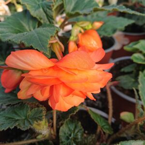 Begonia tuberhybrida 'Belina' (Hænge Begonie)