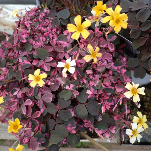 Oxalis vulcanicola 'Crazy Plum' (Broget skovsyre)