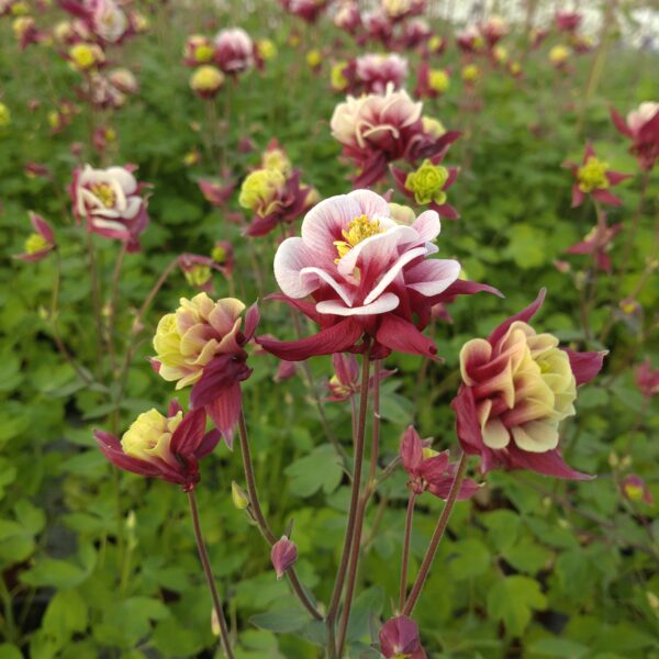 Aquilegia vulgaris 'Winky Red & White' (Akeleje)