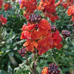 Erysimum (Gyldenlak)