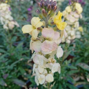 Erysimum (Gyldenlak)