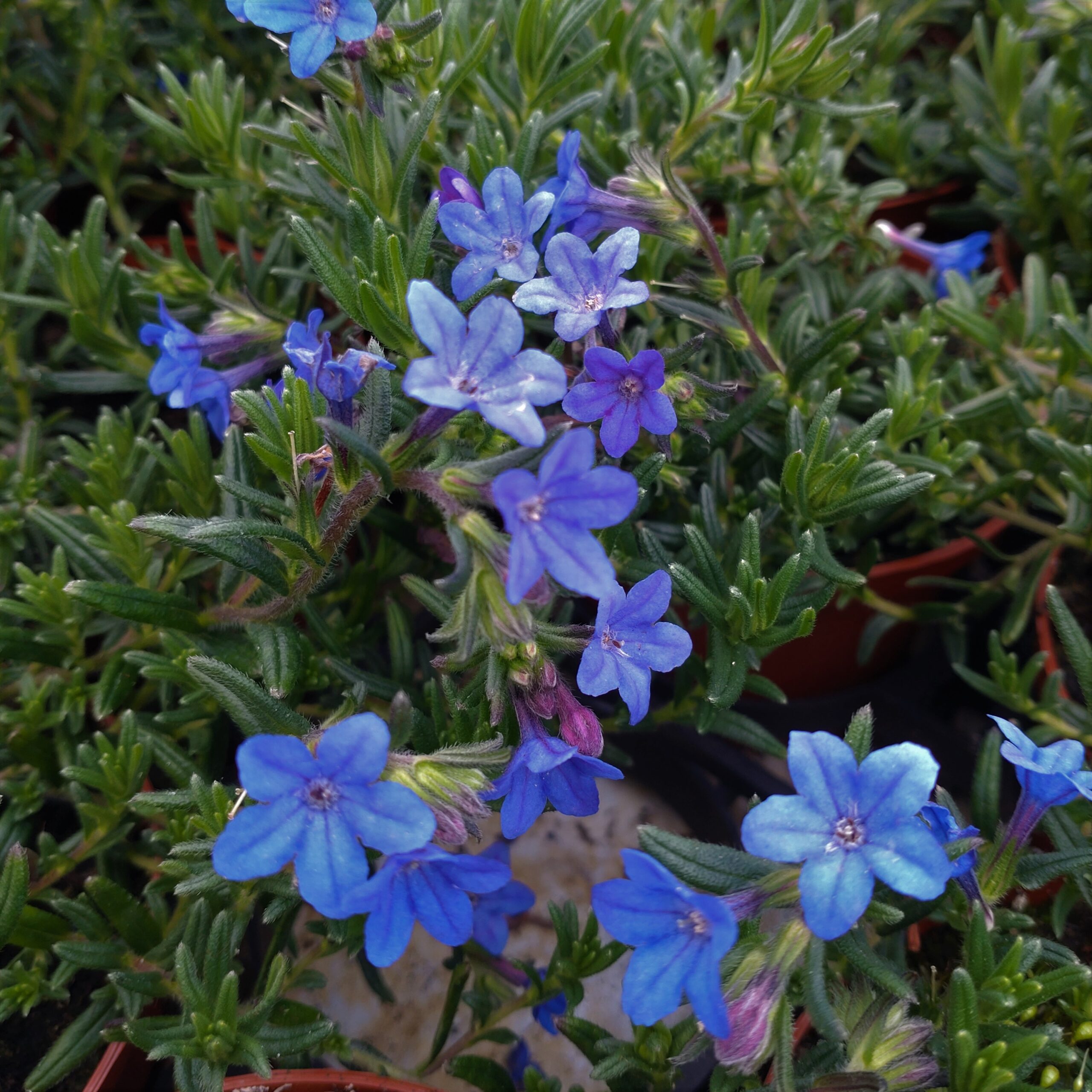 Lithodora Diffusa Heavenly Blue Himmelblå Lundagers Gartneri