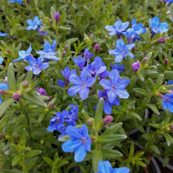 Lithodora diffusa 'Heavenly Blue' (Himmelblå)