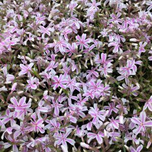 Phlox subulata 'Kimono Pink-White' (Lyngfloks)