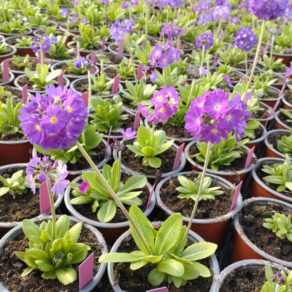 Primula denticulata 'Lilac' (Kugleprimula)