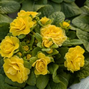 Primula vulgaris 'Belarina Buttercup Yellow' (Dobbelt haveprimula)