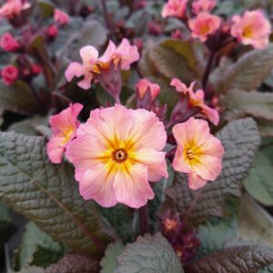 Primula vulgaris 'Merlin' (Mørkbladet haveprimula)