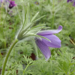 Pulsatilla vulgaris 'Violet Shades' (Kobjælde)