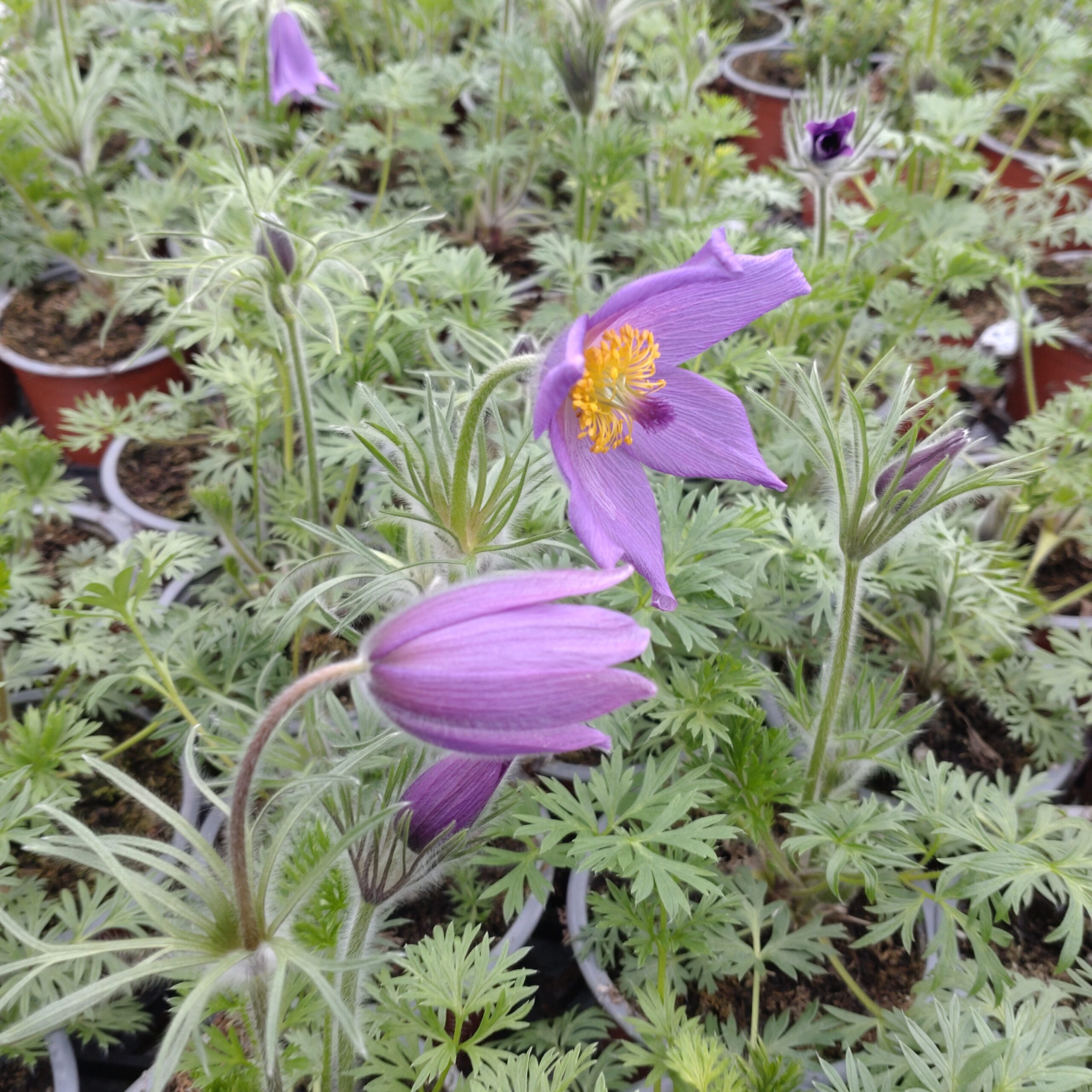 Pulsatilla vulgaris 'Violet Shades' (Kobjælde)