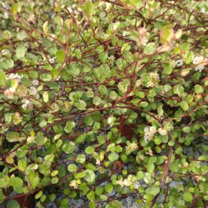 Muehlenbeckia axillaris 'Tricolor' (Broget Pletter i luften)