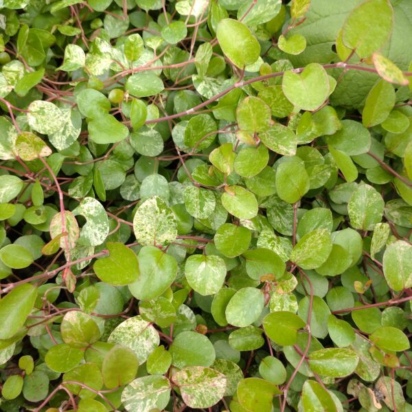 Muehlenbeckia axillaris 'Tricolor' (Broget Pletter i luften)