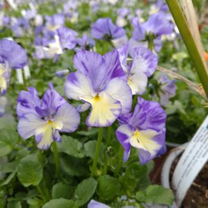 Viola pubescens 'Rebecca Crawthorne' (Hornviol)