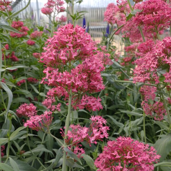 Centranthus ruber 'Coccineus' (Sporebaldrian)