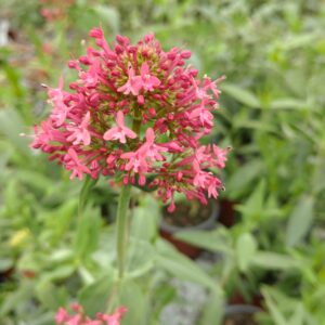 Centranthus ruber 'Coccineus' (Sporebaldrian)