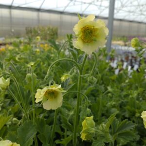 Geum rivale 'Tales of Hex' (Nellikerod)