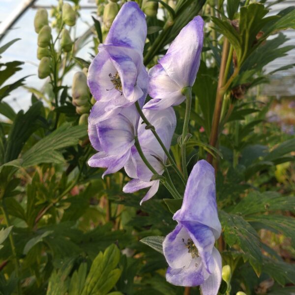 Aconitum carmichaelii 'Cloudy' (Stomhat)