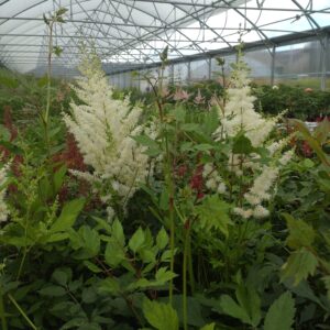 Astilbe arendsii 'Diamant' (Astilbe)