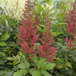 Astilbe arendsii 'Fanal' (Astilbe)