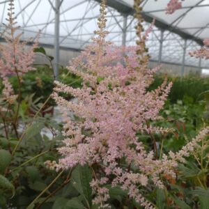 Astilbe japonica 'Europa' (Astilbe)