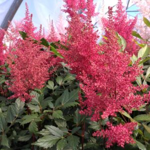 Astilbe japonica 'Montgomery' (Astilbe)