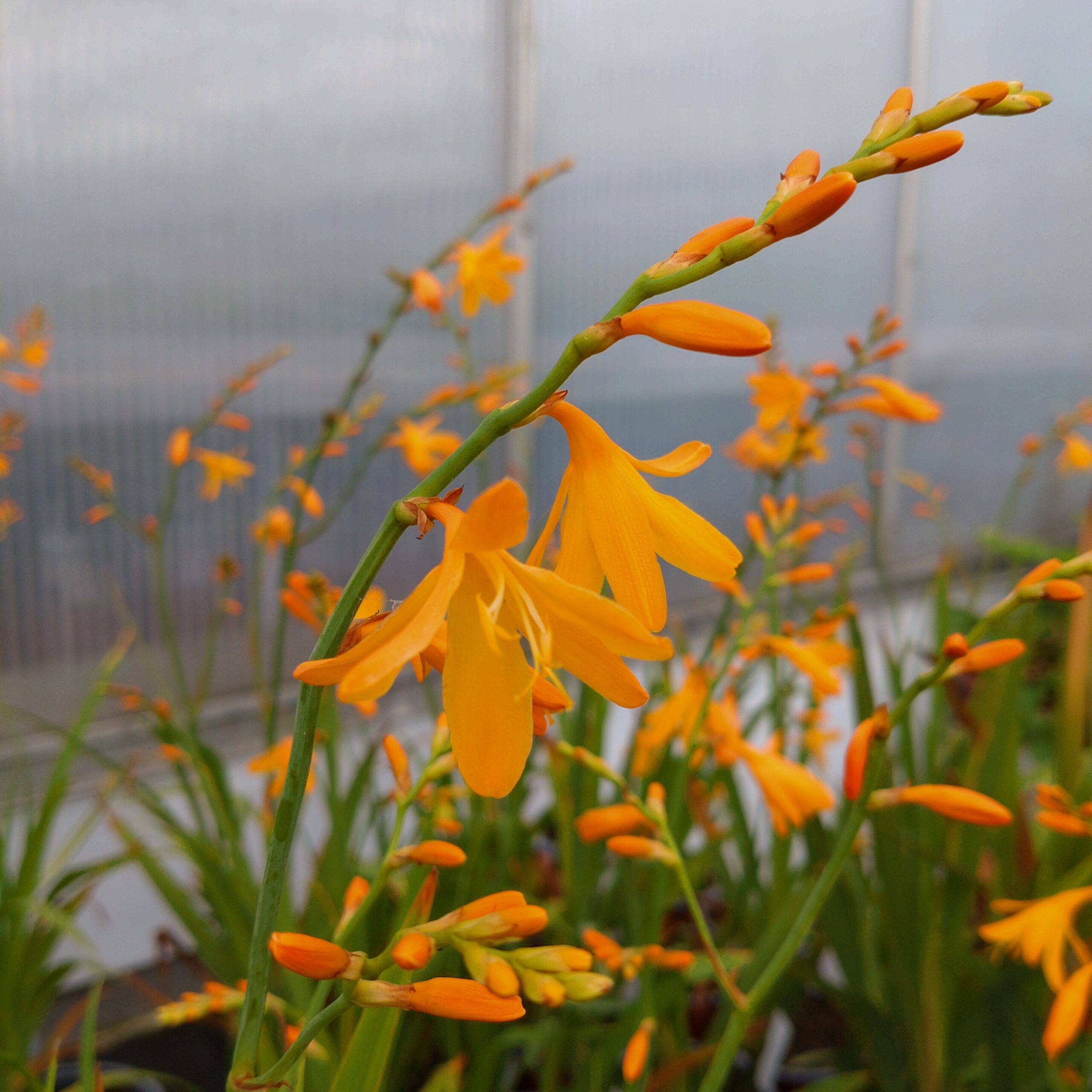 Crocosmia hybrid 'George Davidson' (Montbretia)