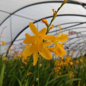 Crocosmia hybrid ‘George Davidson’ (Montbretia)