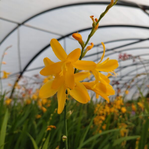 Crocosmia hybrid ‘George Davidson’ (Montbretia)