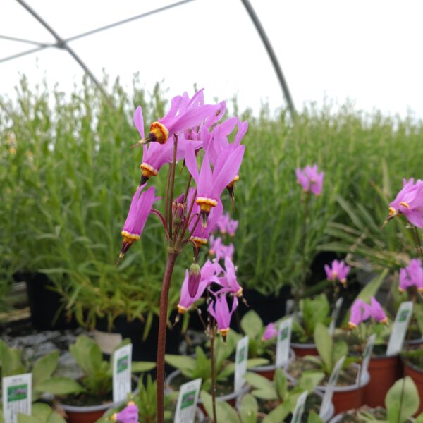 Dodecatheon meadia (Gudeblomst)