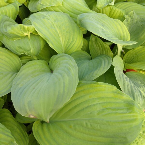 Hosta 'Guacamole' (Funkia)