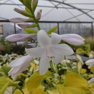 Hosta 'Tortilla Chip' (Funkia)