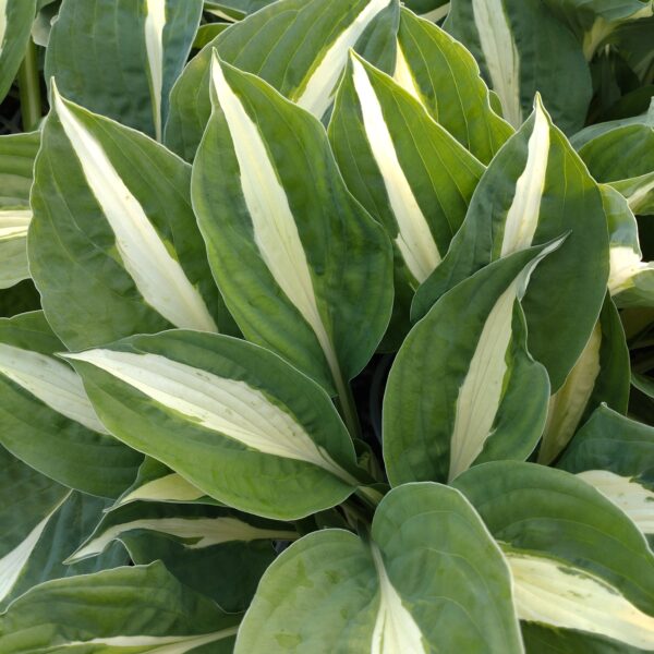 Hosta 'White Bikini' (Funkia)