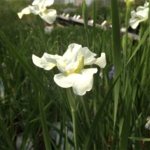 Iris sibirica 'Gull's Wing' (Iris)
